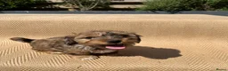 Mixed Breed dogs for sale: Havatoodle Pups - Advert 12