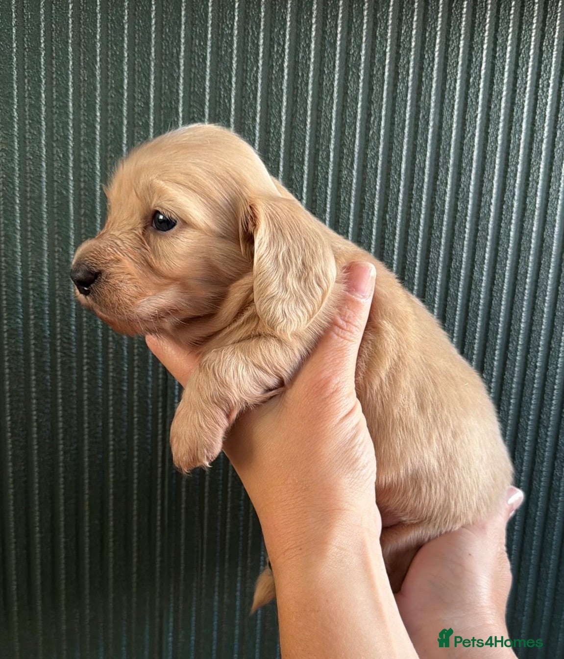 Miniature Dachshund dogs Cream Longhair Miniature Dachshund  - Advert 1