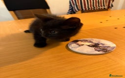 British Shorthair cats for sale: Last Kitten Remaining - Image 1