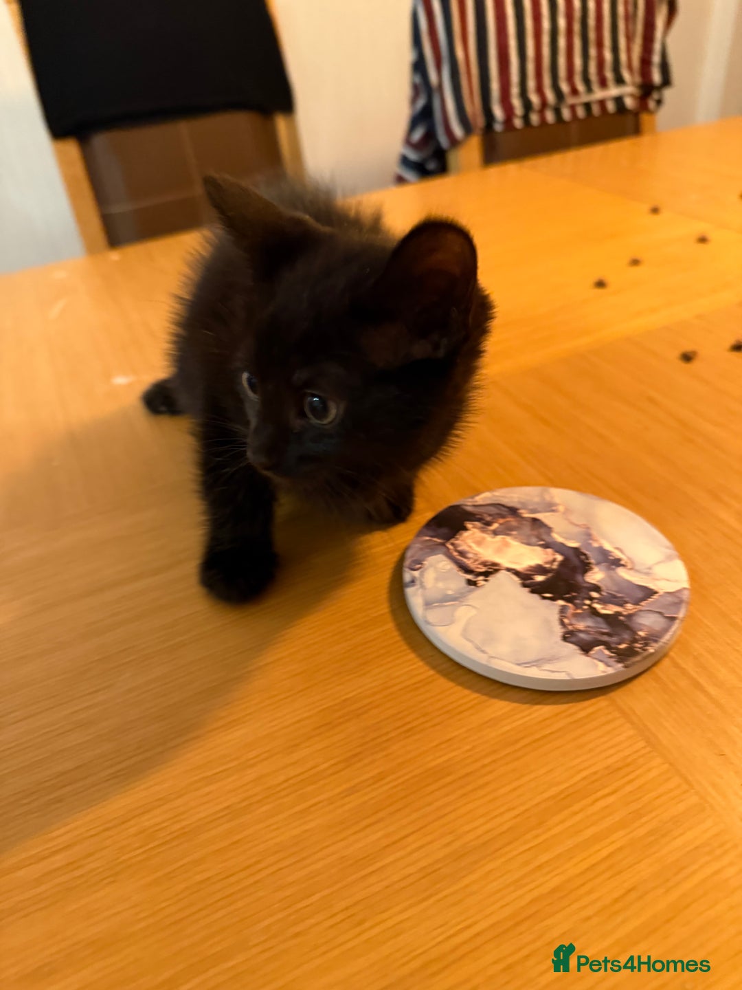 British Shorthair cats for sale: Last Kitten Remaining - Image 1