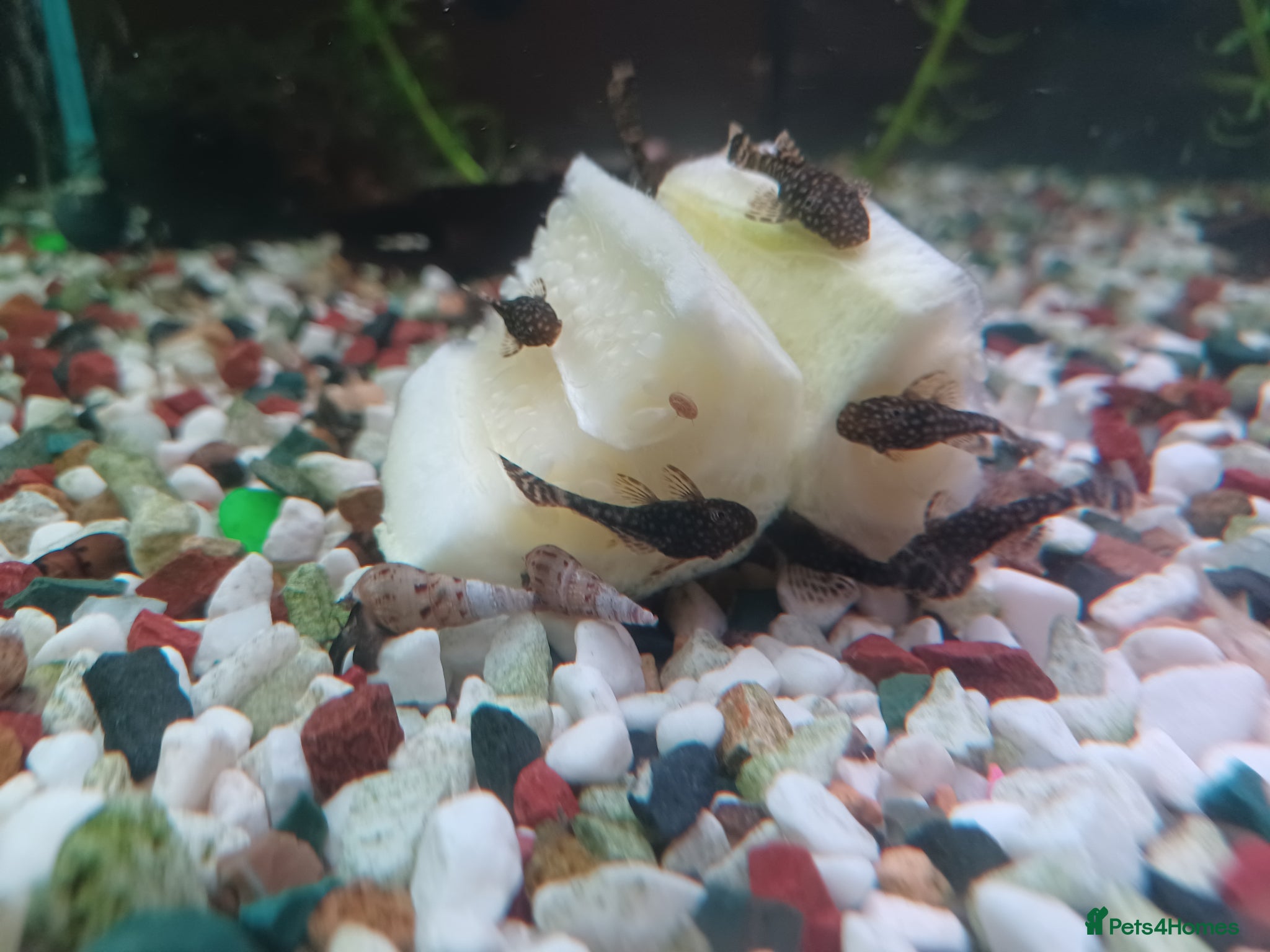 Plecos fish Bristlenose plecos available - Advert 22