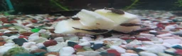 Plecos fish for sale: Bristlenose plecos available - Advert 1