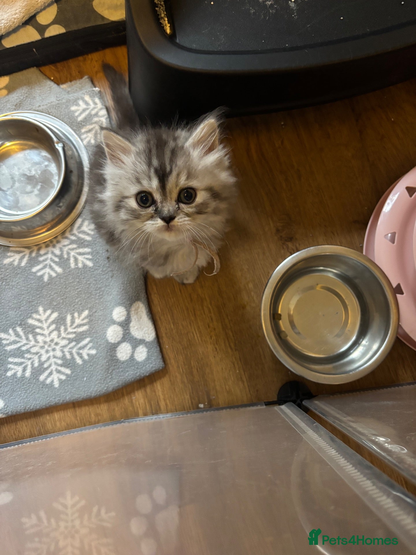 Ragdoll cats Ragdoll / Persians - Only 1 Girl left!!  - Advert 2