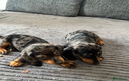 Miniature Dachshund dogs for sale: BEAUTIFUL MINIATURE DACHSHUND PUPPIES ! - Image 7