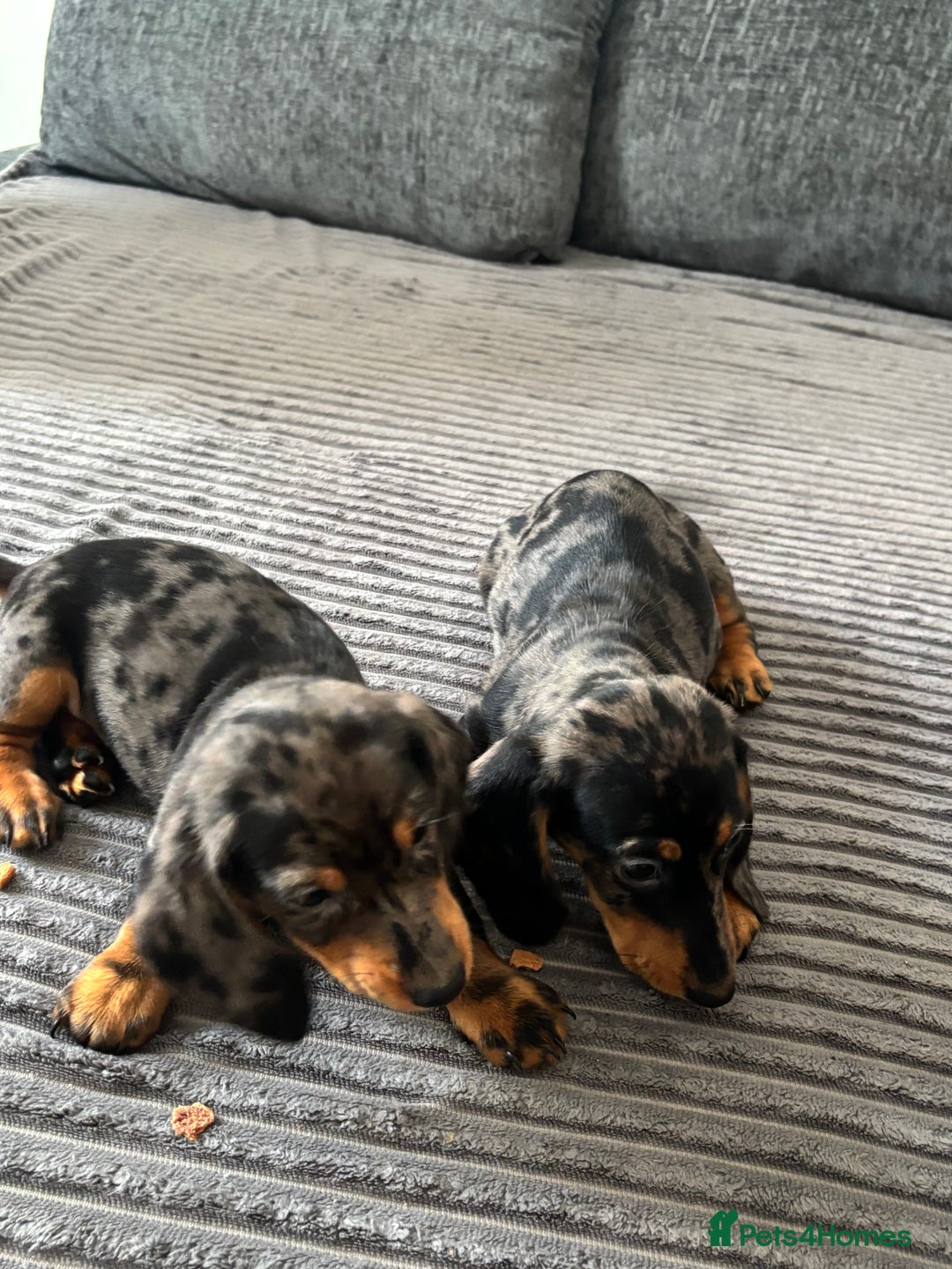 Miniature Dachshund dogs for sale: BEAUTIFUL MINIATURE DACHSHUND PUPPIES ! - Image 7