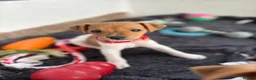 Jack Russell dogs for sale: Beautiful Jack Russell Puppies - Advert 4