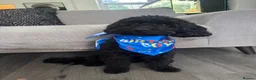 Cockapoo dogs for stud: 🐾 RONNIE – MINIATURE COCKAPOO STUD 🐾 🖤 in Abertillery - Advert 3
