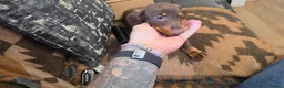 Miniature Dachshund dogs for sale: 2 FEMALE MINIATURE DACHSHUND PUPPIES  - Advert 4