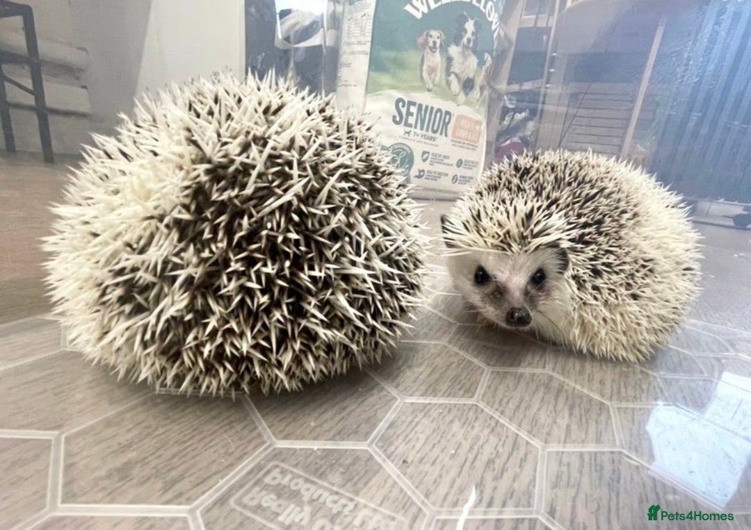 Pygmy Hedgehog rodents for sale: Young, Sweet, Friendly, African Pygmy Hedgehog's  - Advert 4