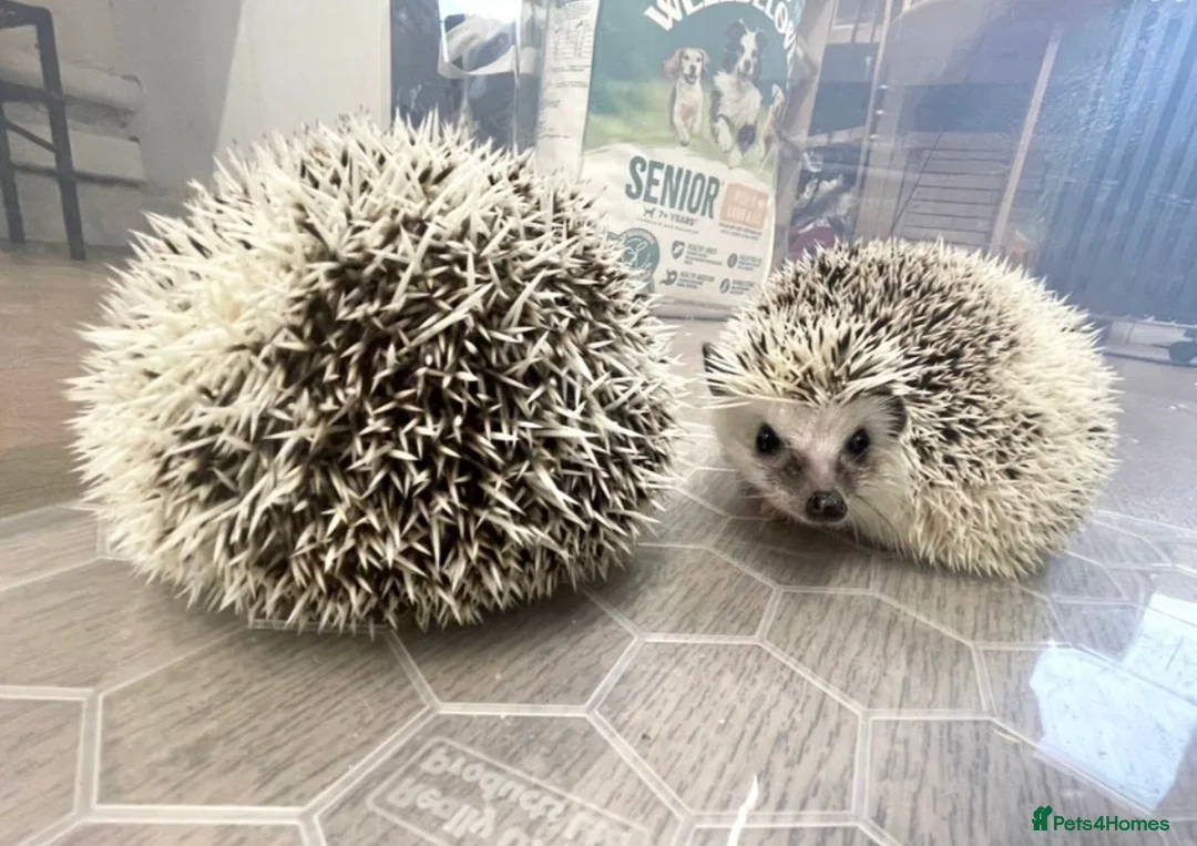 Pygmy Hedgehog rodents for sale: Young, Sweet, Friendly, African Pygmy Hedgehog's  - Advert 4