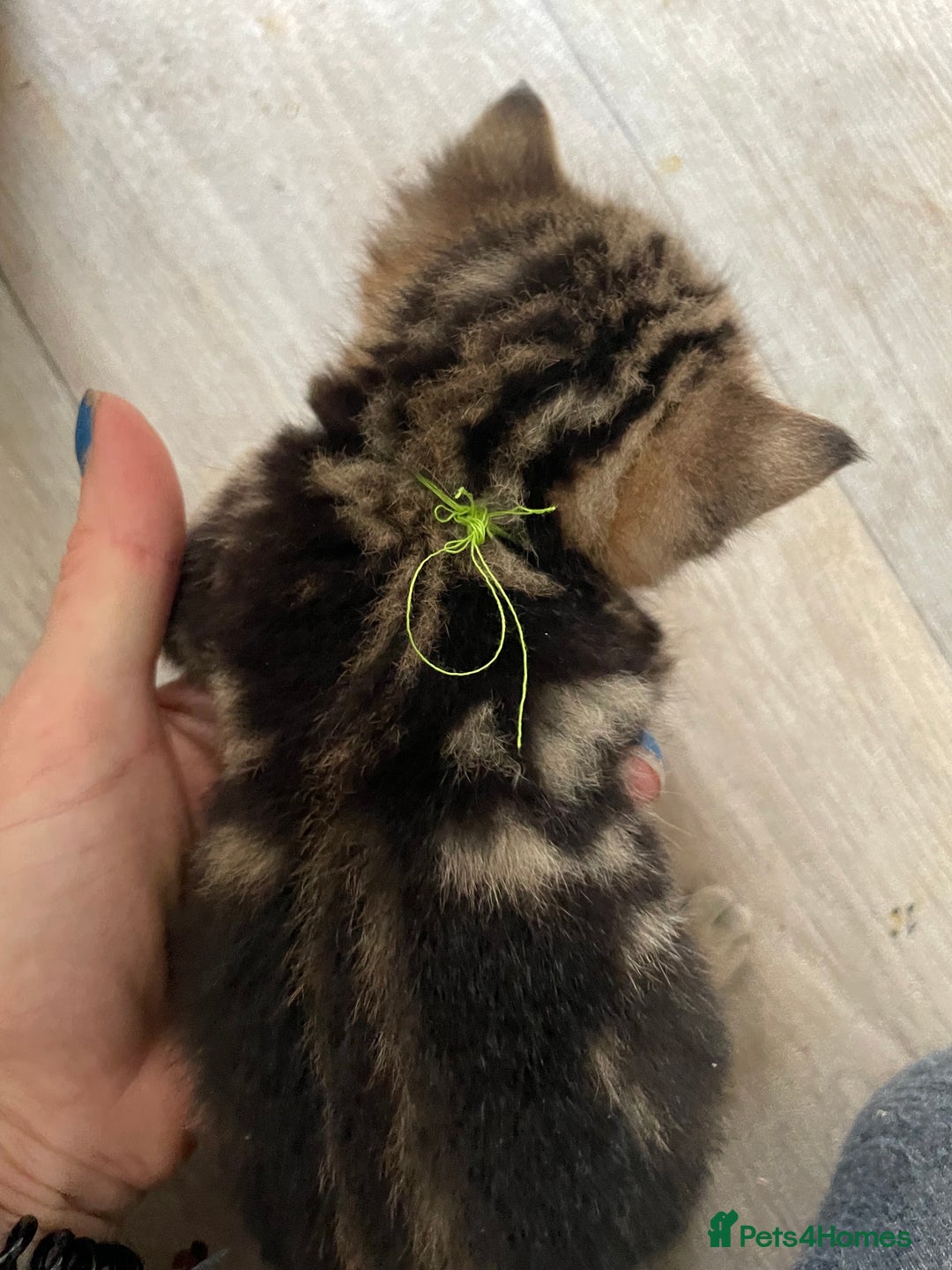 Bengal cats for sale: 9 BENGAL RAGDOLL X KITTENS - Image 30