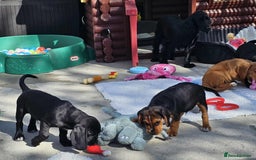Bocker dogs for sale: Beautiful Bocker Boys - Ready Now - Image 10