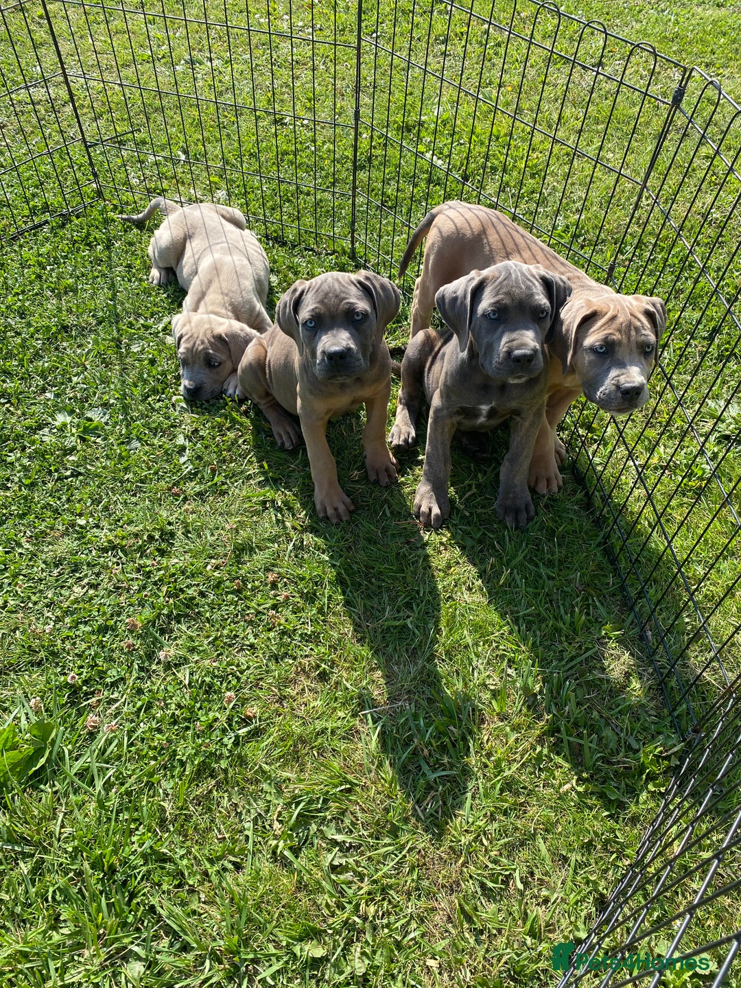 Cane Corso dogs for sale: Cane corso  MALES FULLY VACCINATED  in Dereham - Image 16