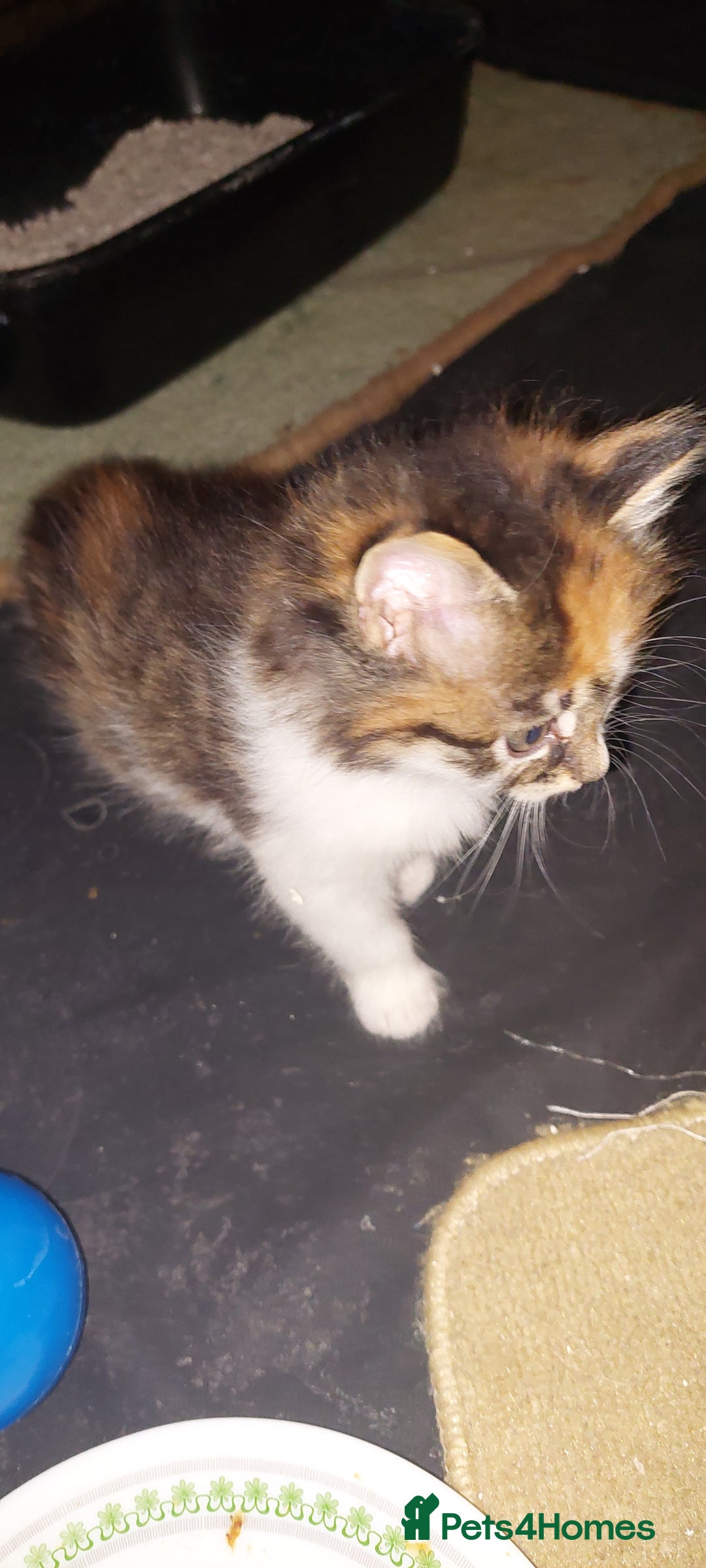 Mixed Breed cats for sale: 3 fluffy kittens - Advert 22