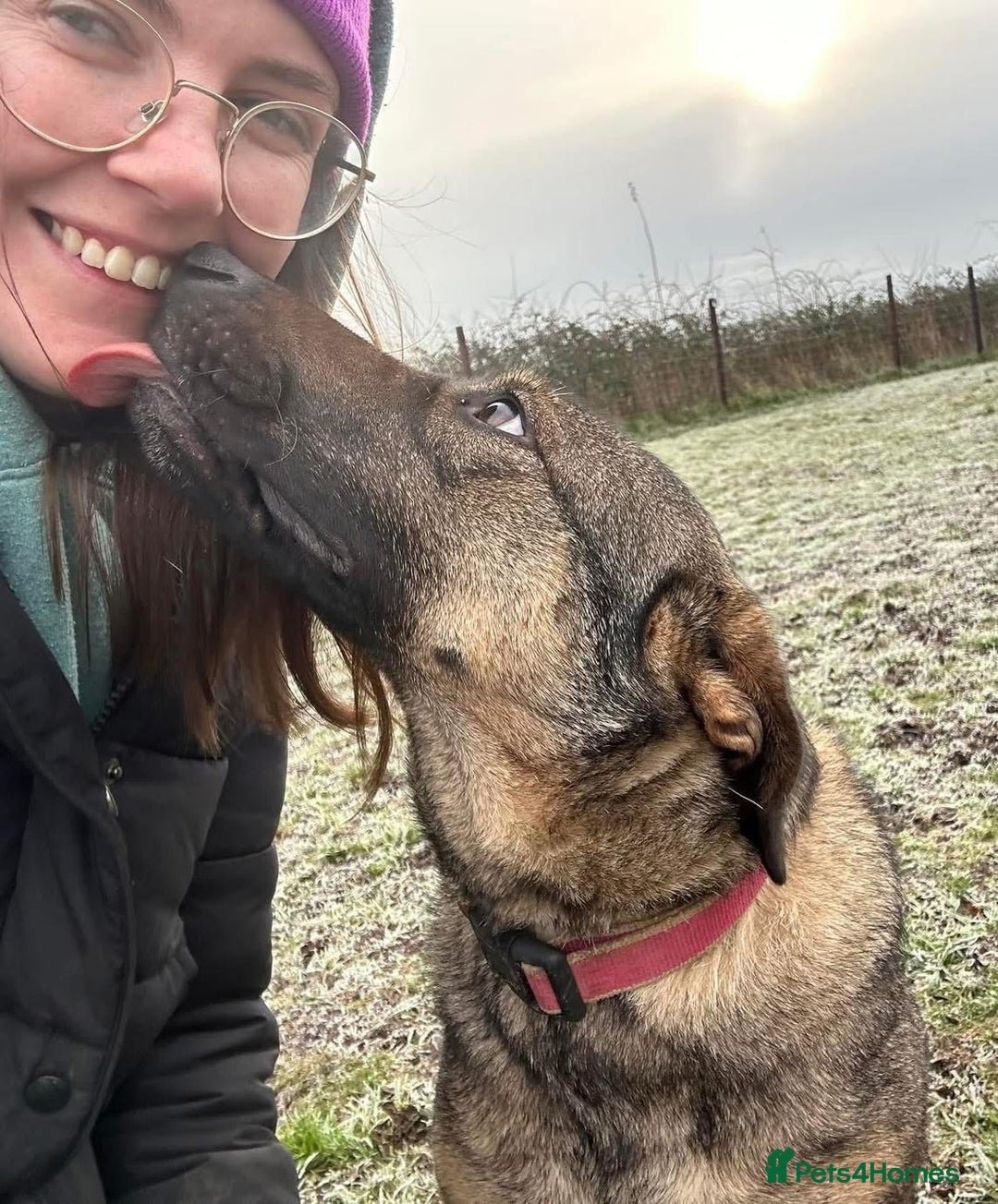 Mixed Breed dogs for adoption: Luna was stood up.... in Kidderminster - Advert 23