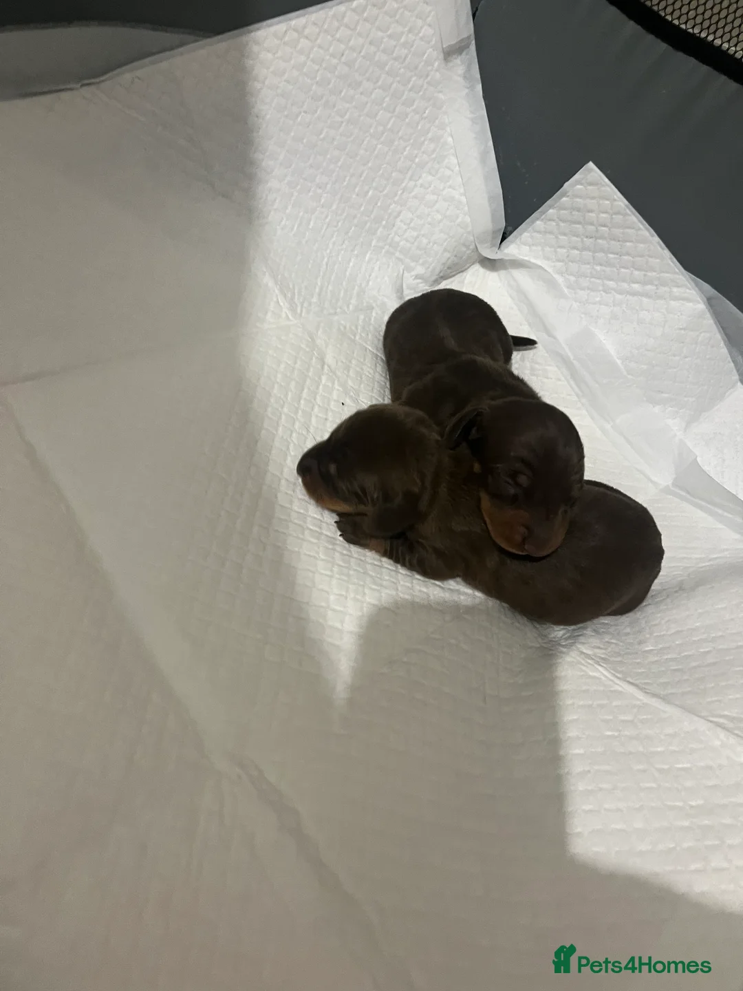 Miniature Dachshund dogs for sale: Gorgeous litter of mini dachshund puppies❤️ - Advert 8
