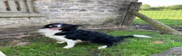 Border Collie dogs for sale: 5 Border Collie Puppies in Malton - Advert 4