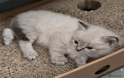 Ragdoll cats for sale: 2 male ragdoll kittens in Colchester - Image 8