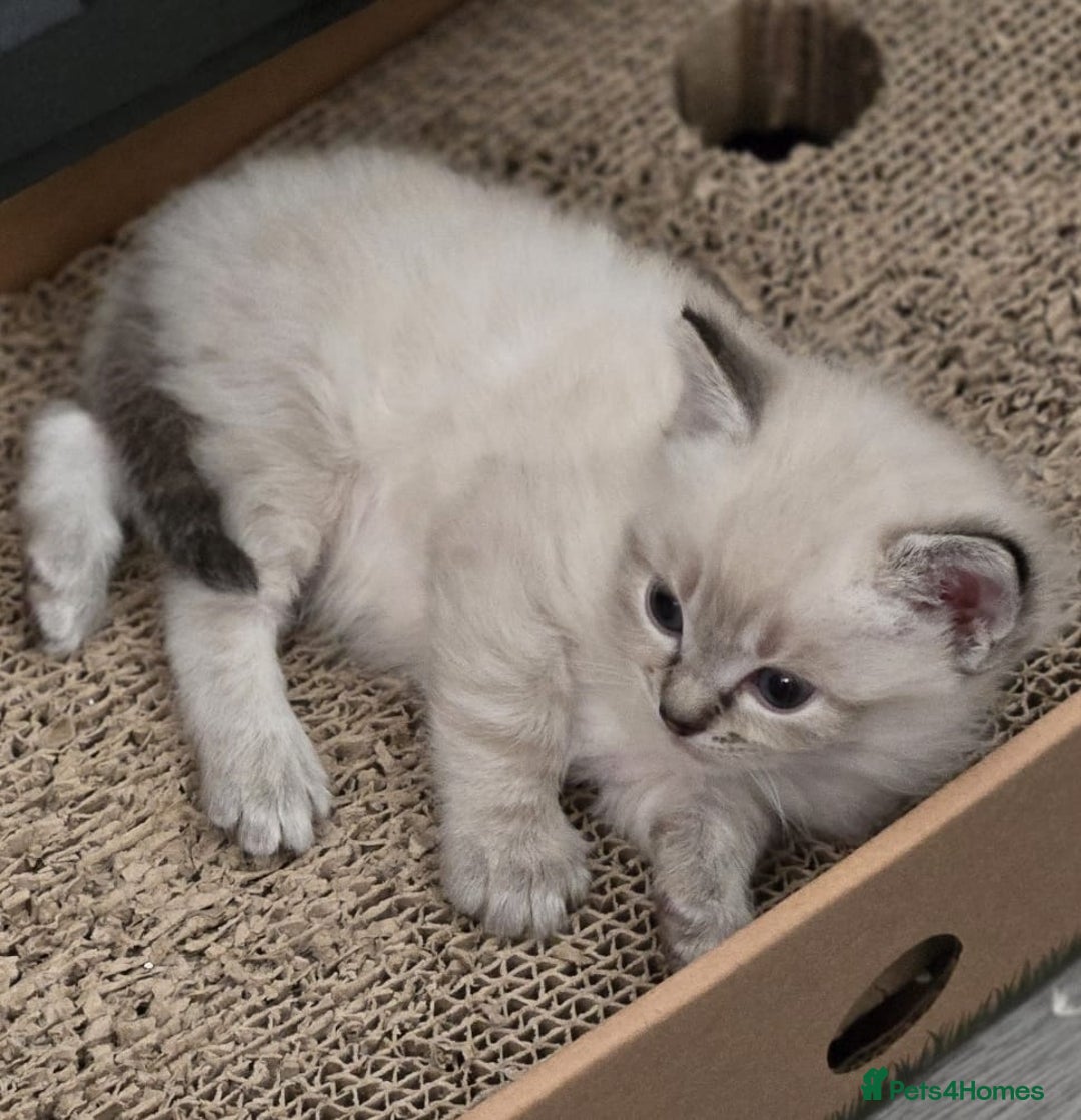 Ragdoll cats for sale: 2 male ragdoll kittens in Colchester - Image 8