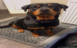 Rottweiler dogs for sale: 8 Chunky Rottweiler puppies for sale - Image 10
