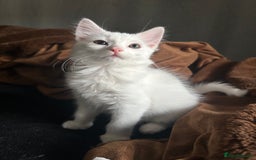Ragdoll cats for sale: Ragdoll x Russian White Female!!! - Image 1