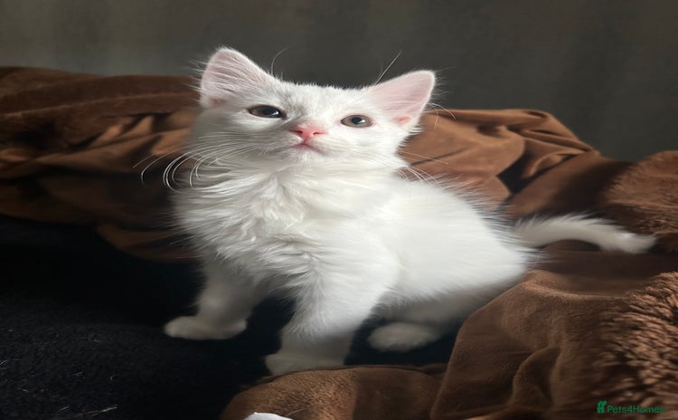 Ragdoll cats - Advert 12