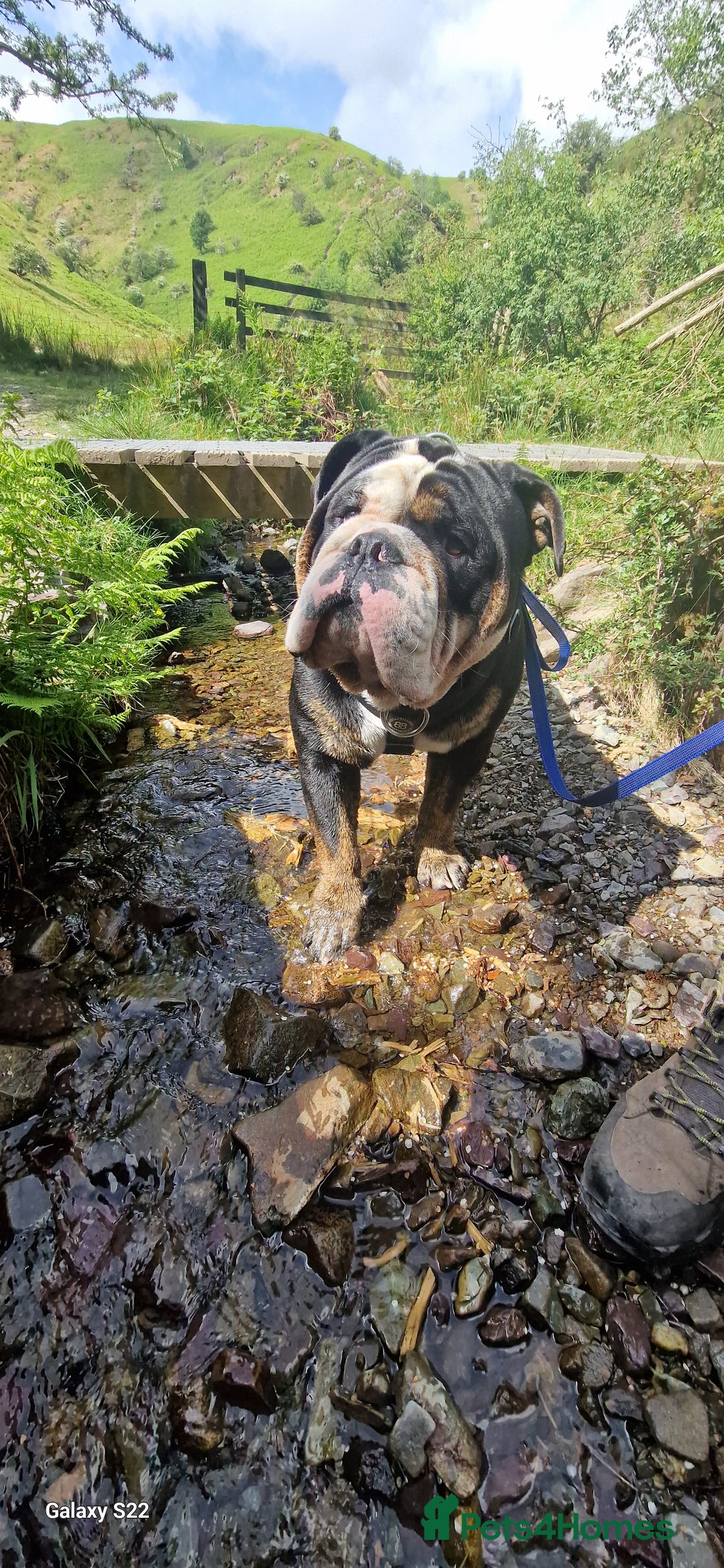 Olde English Bulldogge dogs for stud: Olde English Bulldogge (Black, white and brindle) - Image 7