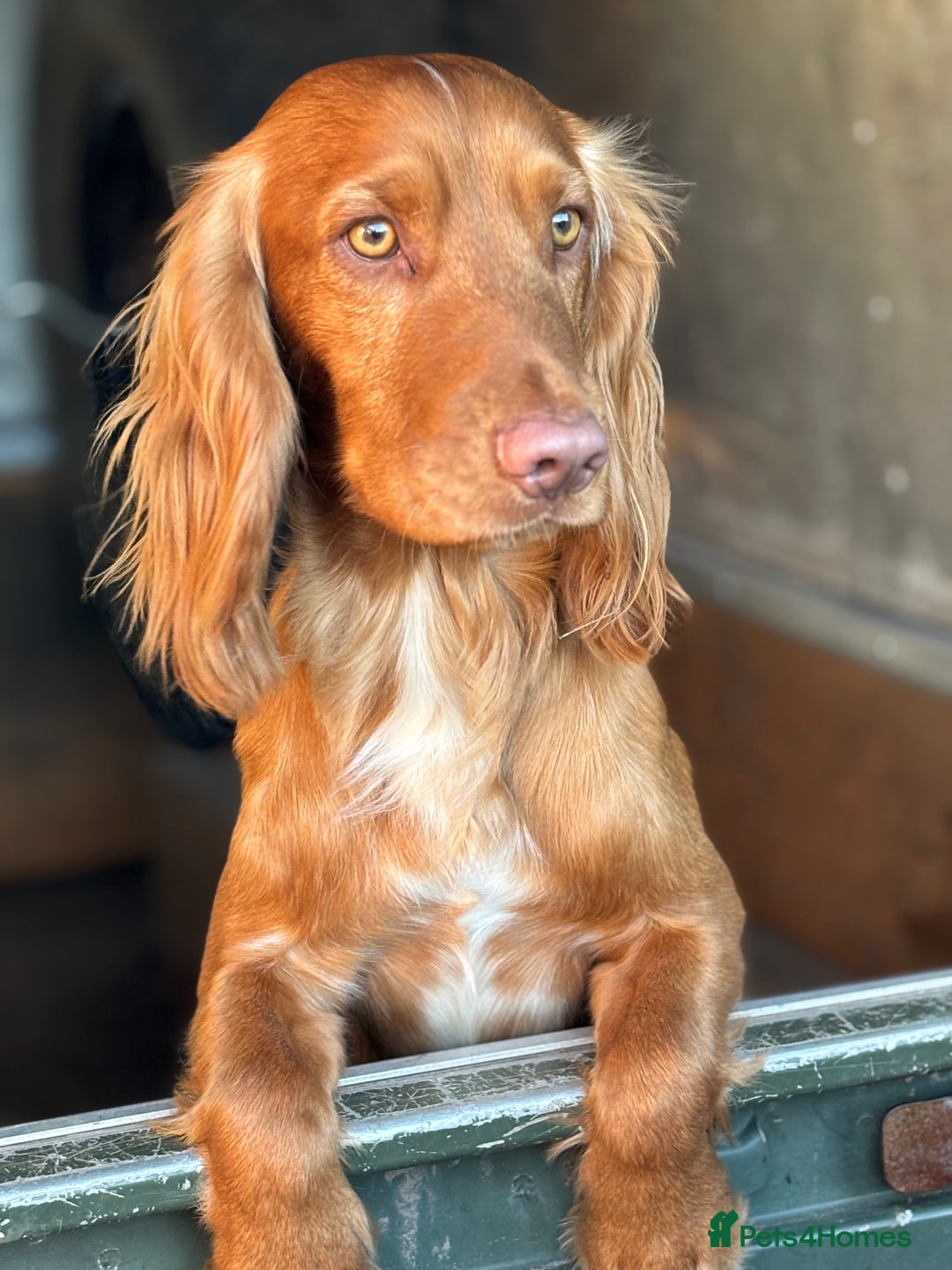 Cocker Spaniel dogs for sale: Working cocker spaniel pups for sale - Advert 5