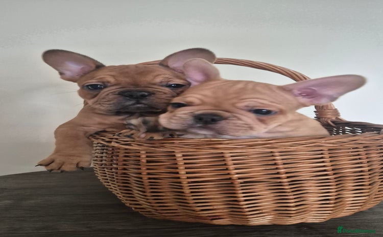 French Bulldog dogs - Advert 15