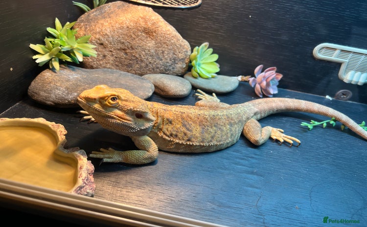 Bearded Dragon reptiles - Advert 1