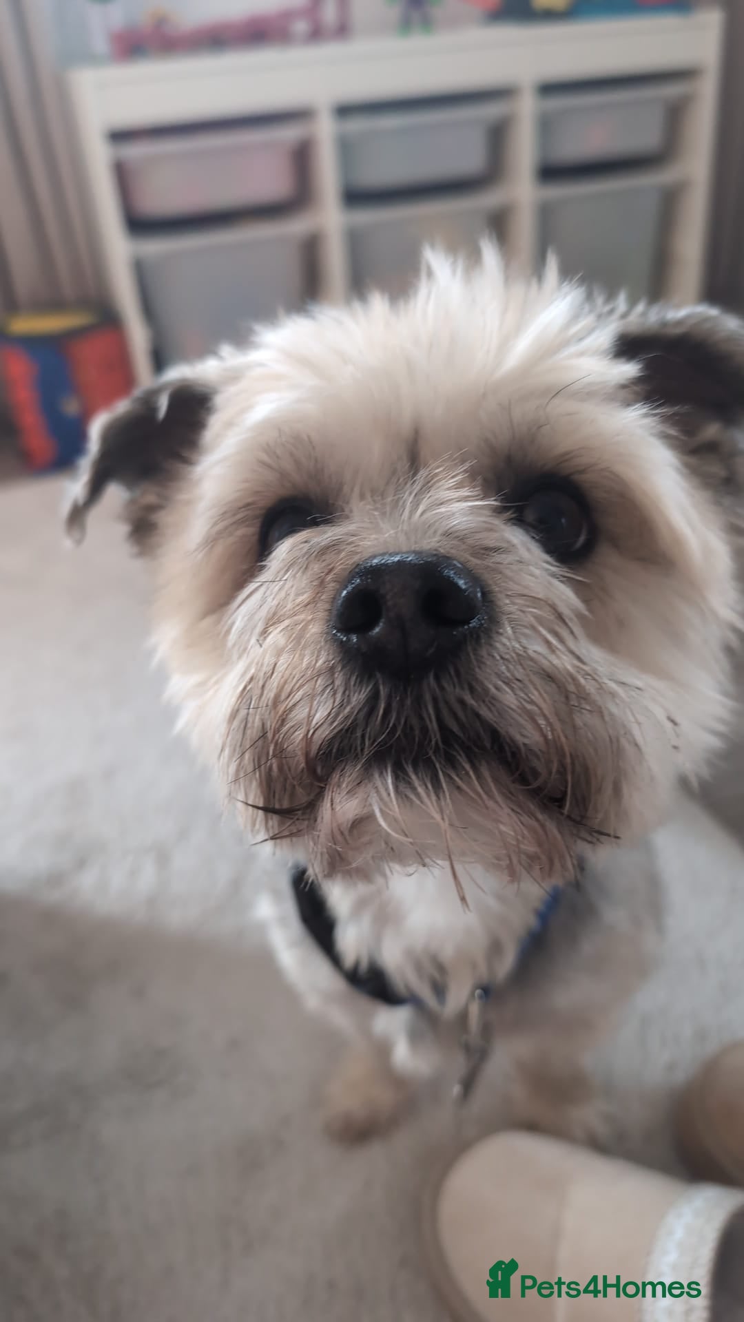 Morkie dogs Frankie - Advert 16