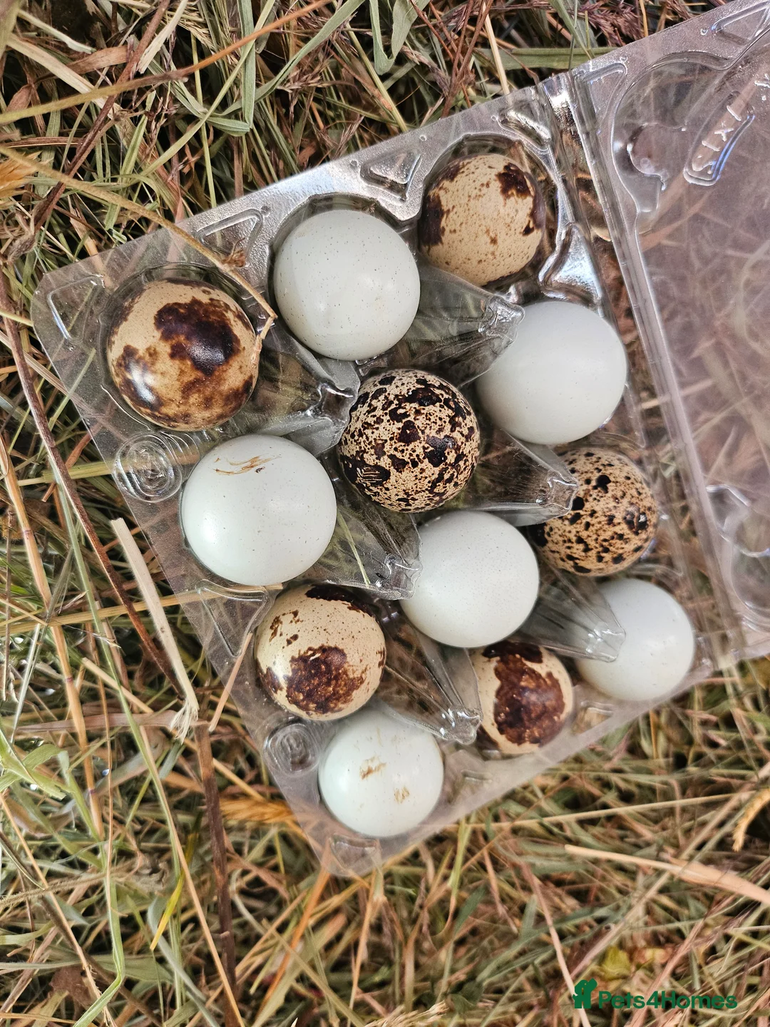 Quail poultry for sale: Coturnix quail celadon hatching eggs mixed colours - Advert 1