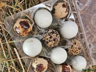 Quail poultry Coturnix quail celadon hatching eggs mixed colours - Advert 1