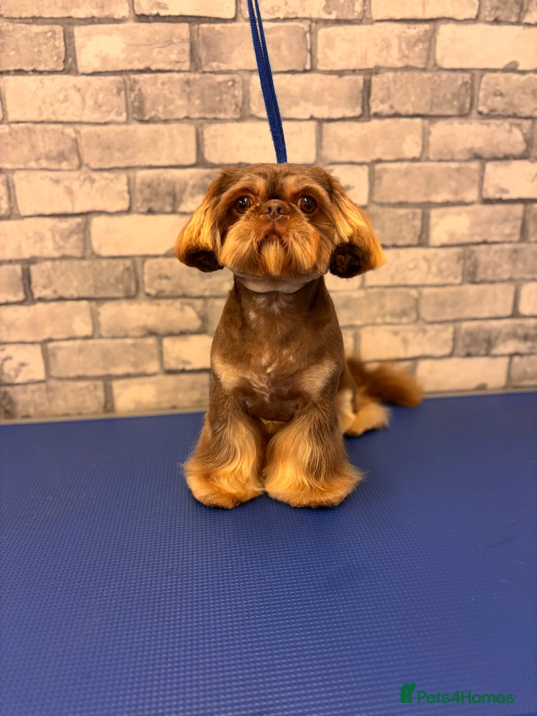 Shih Tzu dogs for stud: For Stud - Advert 6