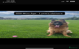 German Shepherd dogs for sale: Last gorgeous boy ready now  - Image 4