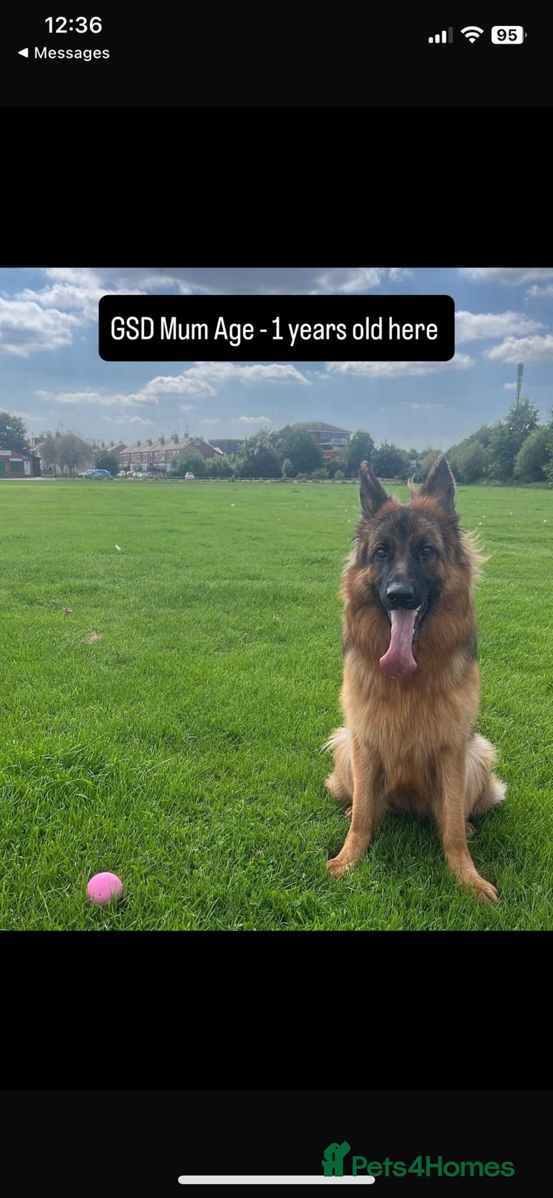 German Shepherd dogs for sale: Last gorgeous boy ready now  - Image 4