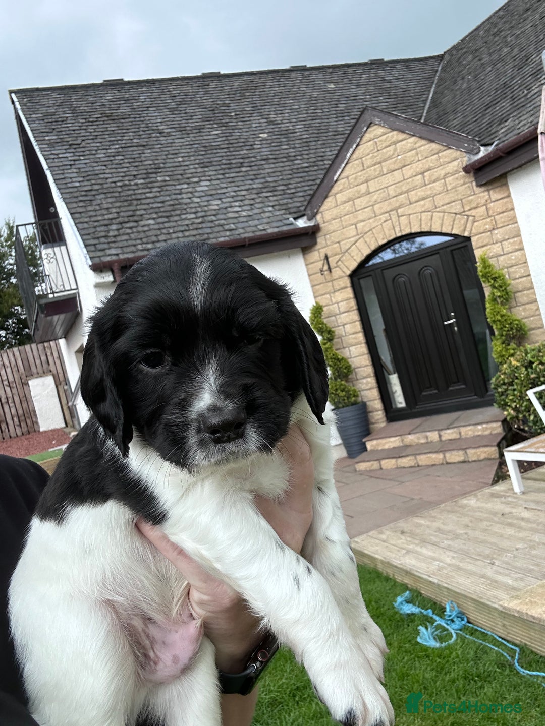 English Springer Spaniel dogs for sale: Springer Spaniels - Image 12