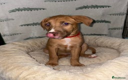 Mixed Breed dogs for sale: 6 Beautiful Fur Babies - Image 23