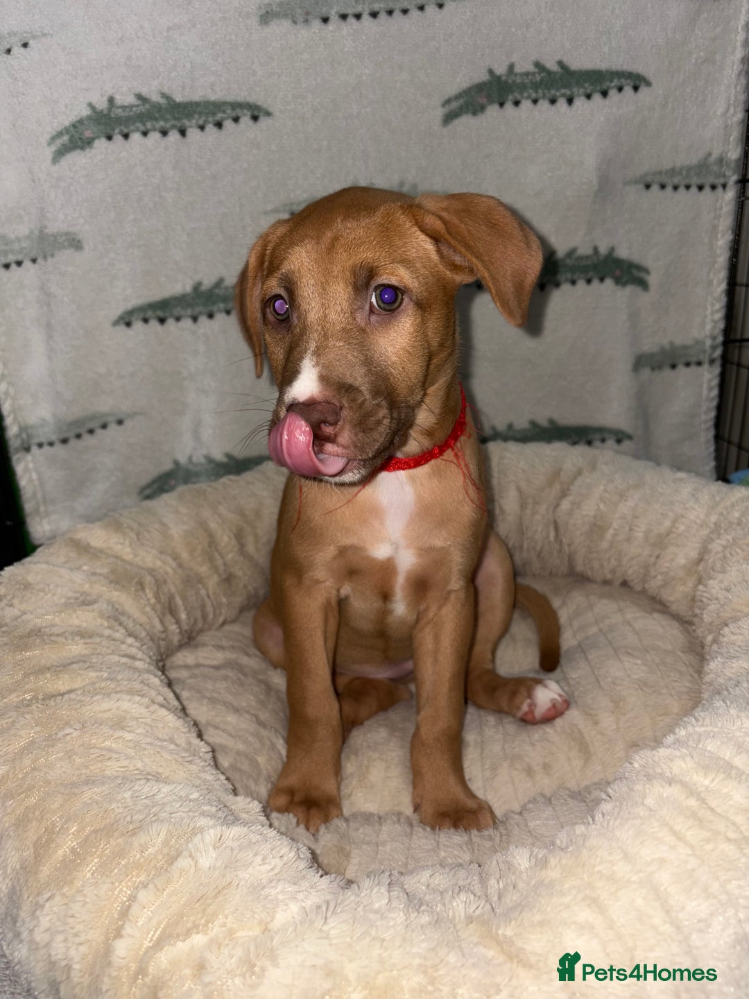 Mixed Breed dogs for sale: 6 Beautiful Fur Babies - Image 23