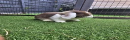 Mini Lop rabbits for sale: Beautiful mini lops for sale 💙🩷 - Advert 7