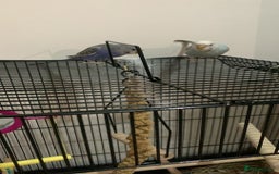 Budgerigars birds for sale: Budgies for sale pair  - Image 1