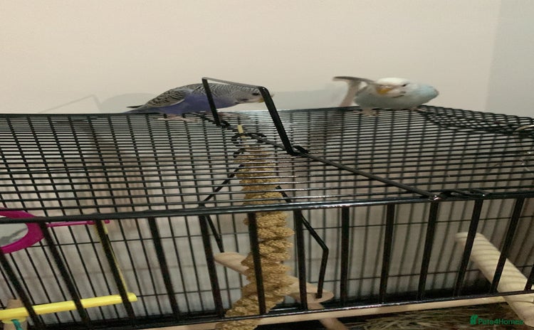 Budgerigars birds - Advert 1