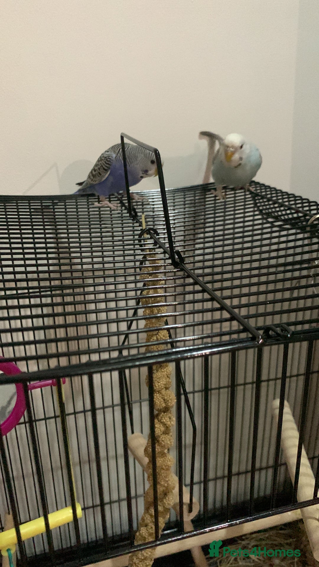 Budgerigars birds for sale: Budgies for sale pair  - Image 1