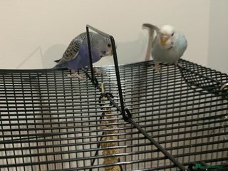 Budgerigars birds - Advert 18