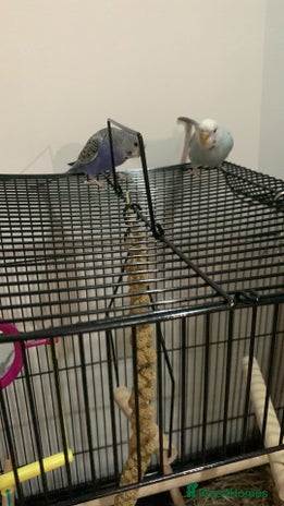 Budgerigars birds - Advert 16
