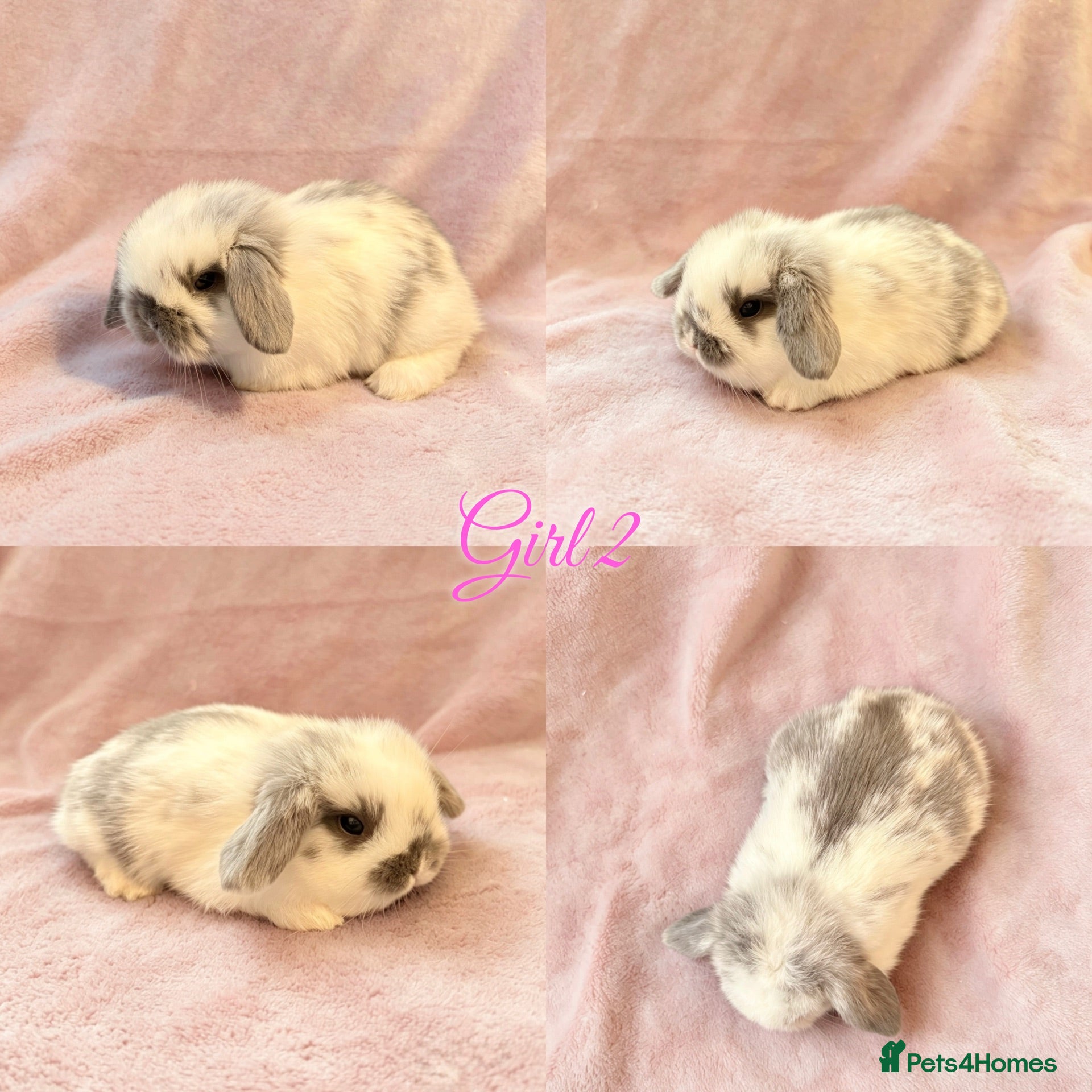 Mini Lop rabbits Baby Mini Lops Ready 15/07 - Advert 2