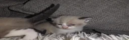Ragdoll cats for sale: Mixed breed ragdolls.  - Advert 35