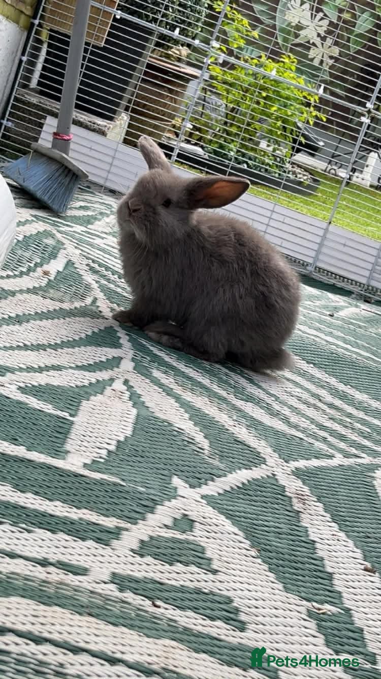 Dwarf Lop rabbits Dwarf Lop Rabbits for sale - Advert 1