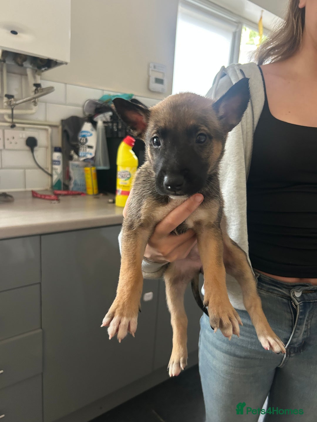 Belgian Shepherd Dog dogs for sale: Belgian Malis for sale  - Image 4