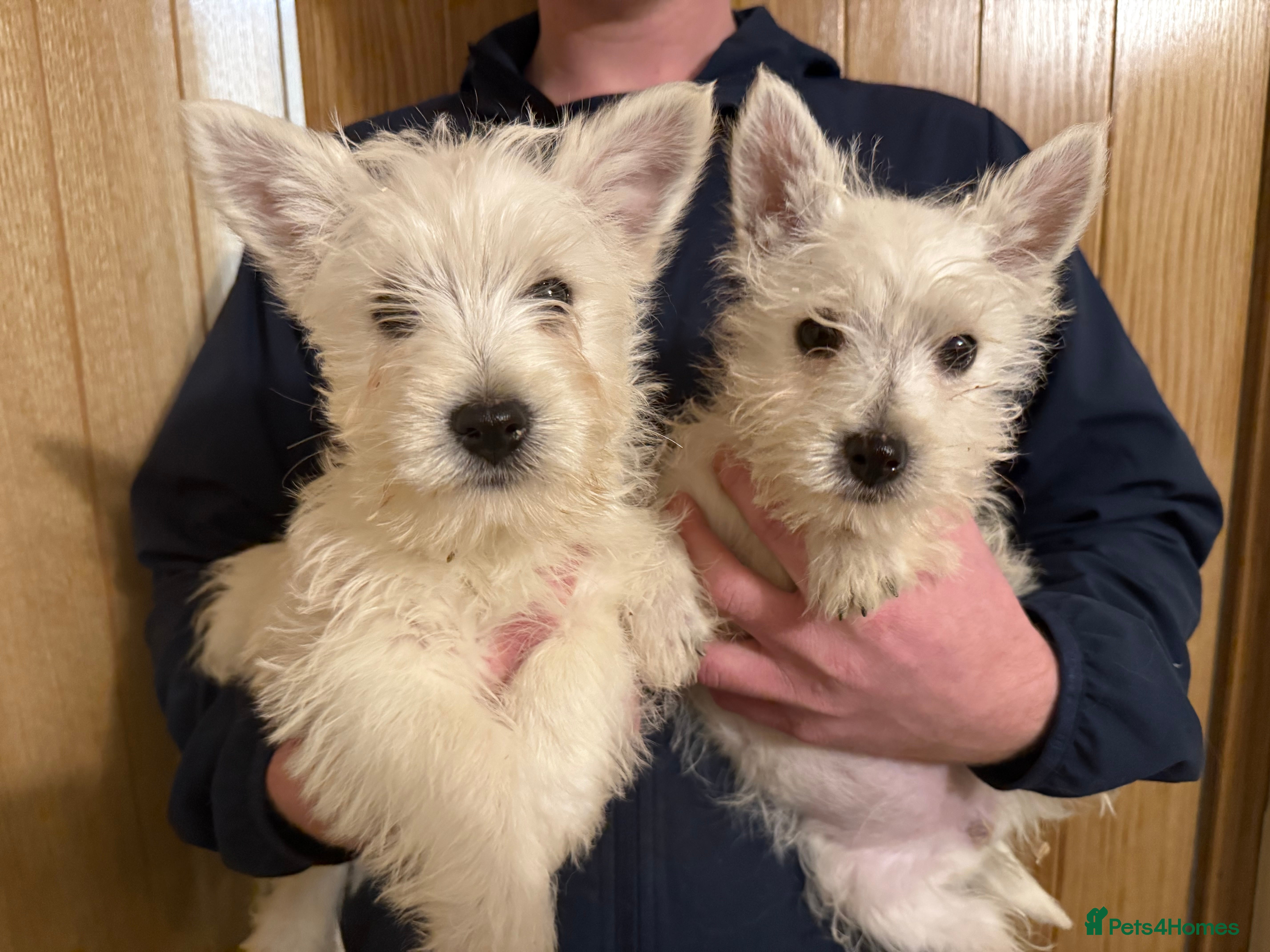 West Highland Terrier dogs Polish Bloodlines KC Westies.  - Advert 4